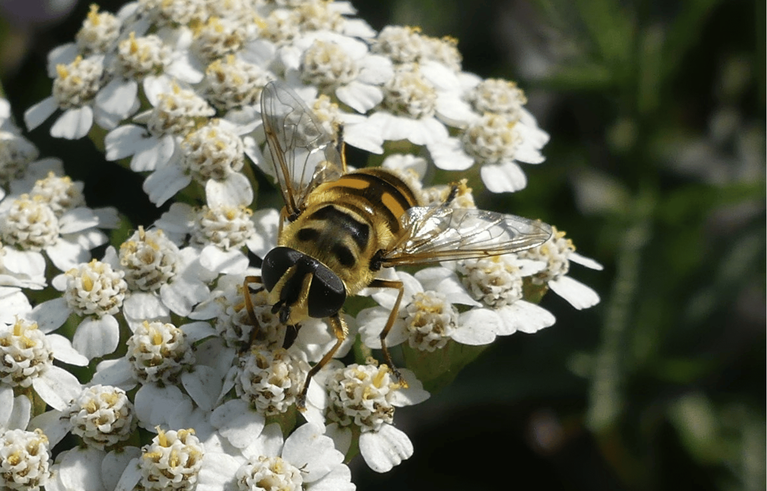 Eine Schwebfliege sitzt auf dem Blütenstand einer weißen Schafgarbe.