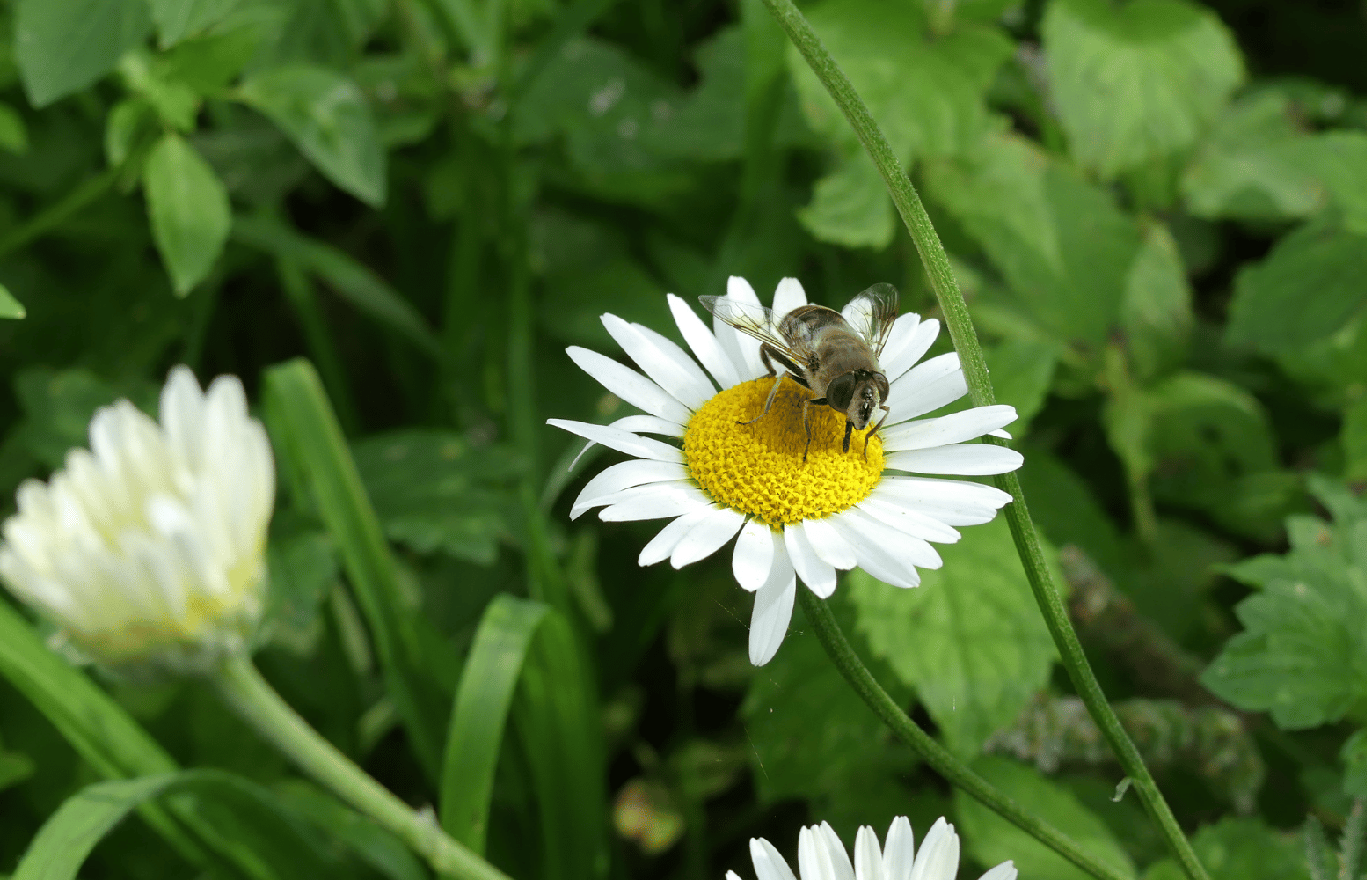 Eine Schwebfliege sitzt auf einer weiß-gelben Kamillenblüte. Im Hintergrund ist Gras zu sehen.