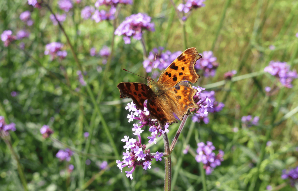 Ein orangener C-Falter sitzt auf einer lila Blüte. Im Hintergrund sind weitere Blüten und Gras zu sehen.