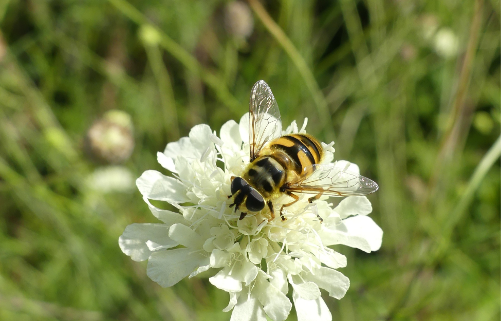 Eine Schwebfliege sitzt auf einer weißen Blüte. Im Hintergrund ist Gras zu sehen.